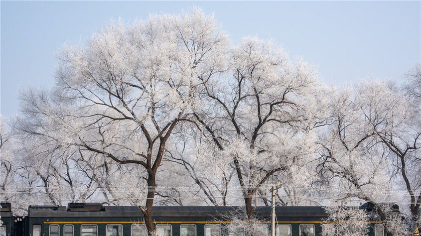 哈尔滨:雾凇挂枝头 风景如画-荔枝网图片