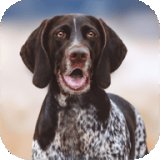猎犬模拟器安卓版下载_猎犬模拟器手机版下载