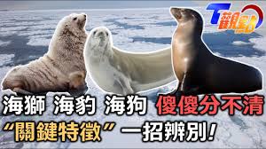 海狮和海豹的主要区别是什么