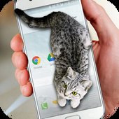 猫在手机屏幕上app
