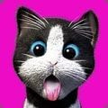 我的收养猫咪安卓版下载_我的收养猫咪手机版下载