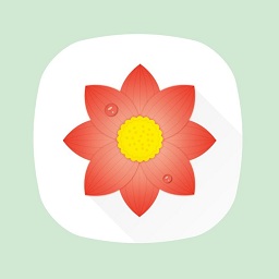 荷花影视apk