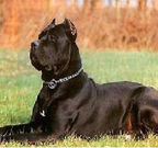 纯种卡斯罗护卫犬 带血统证书 自家犬舍繁殖可见父母