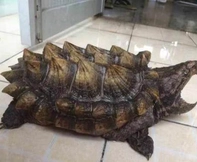 大鳄龟 钓鱼龟 真大鳄 原种龟-亳州宠物用品