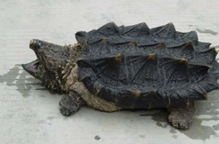 合肥街头叫卖三千元大鳄龟 其属外来物种且价格虚高_安徽频道_凤凰网