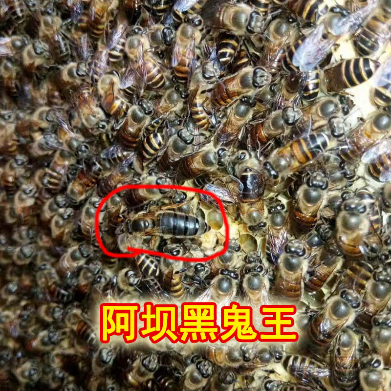 川东蜂王的秘密：邻水蜂川王大力蜜王高产王中华蜜蜂阿坝蜂种王订购包邮攻略