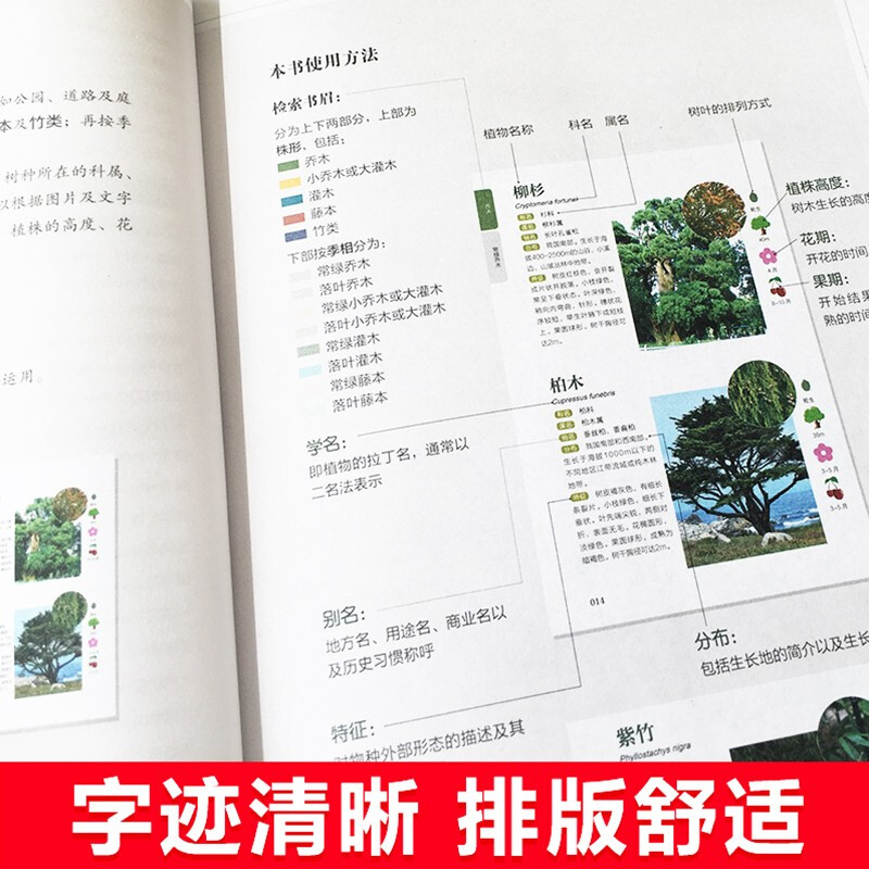 新手必看！轻松辨识常见树木图鉴，带你走进大自然的绿色世界