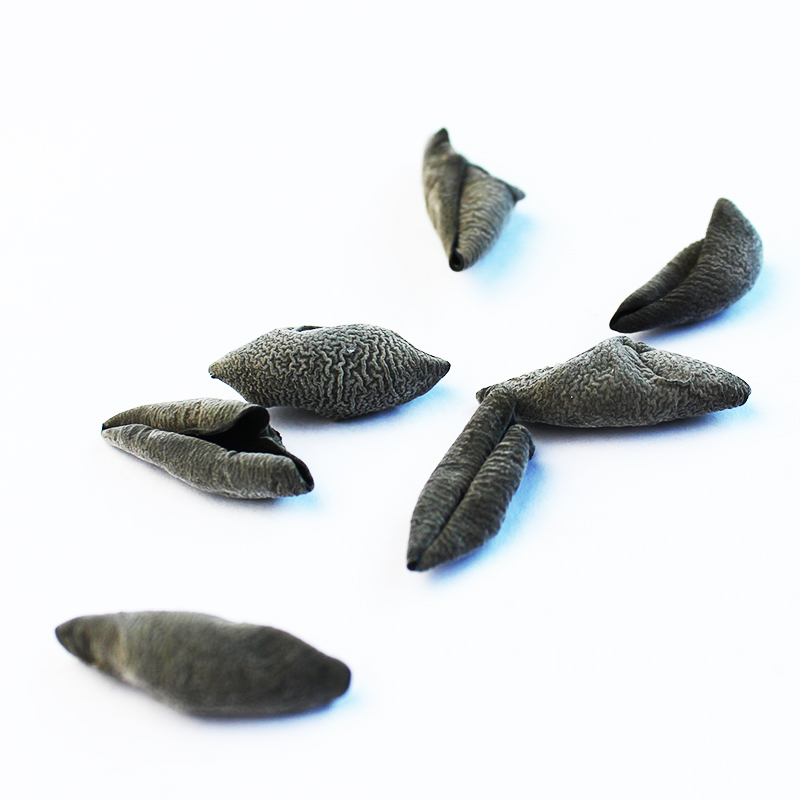 纯小碗耳黑木耳干货：东北野生纯椴木小秋耳，鼠耳猫耳朵500g，营养美味的秘密武器！