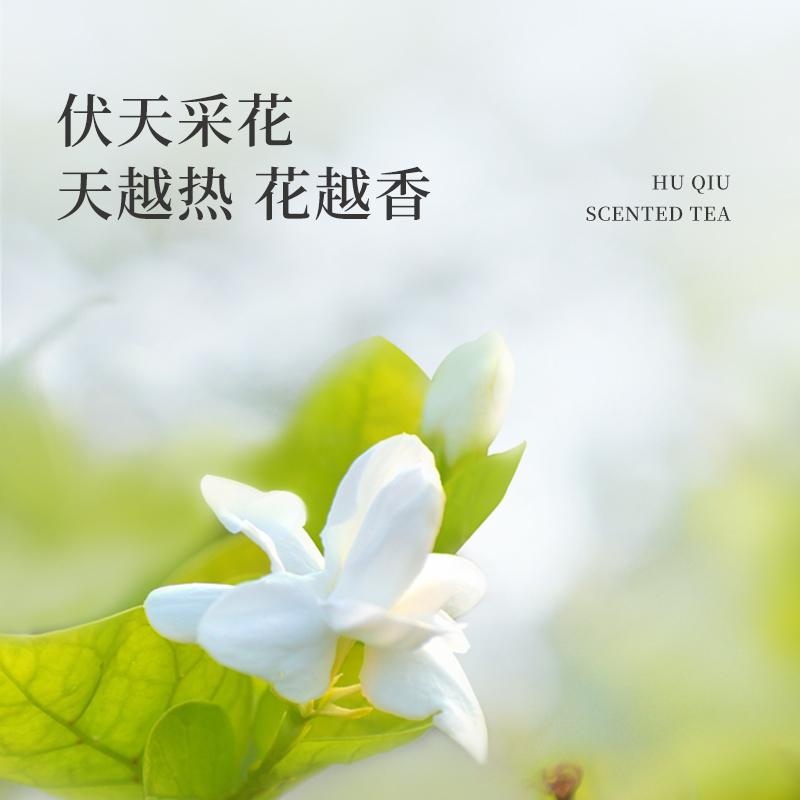 茉莉花茶制作工艺，小白必看！手把手教你做出香飘四溢的茶饮，绝绝子！