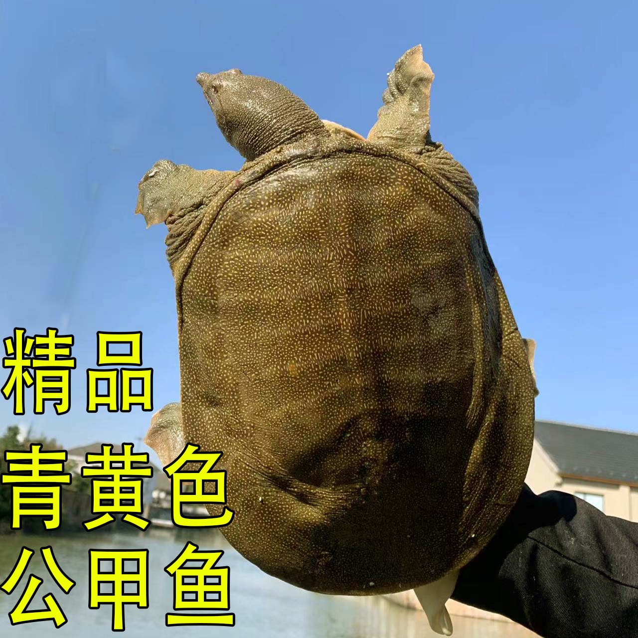 纯天然中华水鱼：揭秘稻田里的美味奇迹，无激素鲜活甲鱼的选购秘籍！