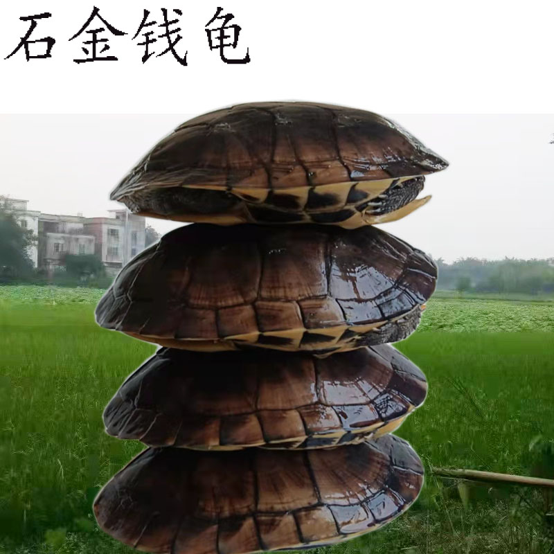 外塘南石龟：煲汤养生，招财进宝，纯种石金钱大龟，让你健康又发财！