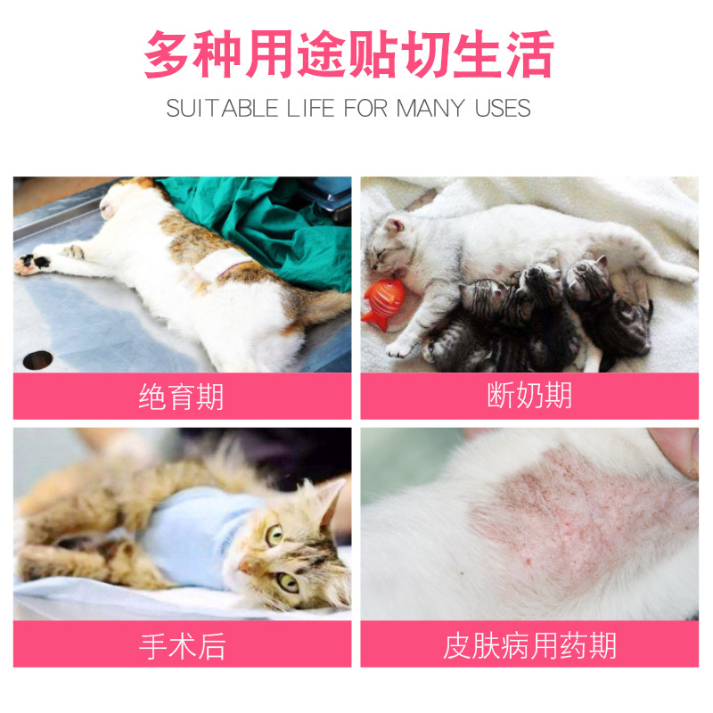 成都猫咪绝育手术：公猫微创无须拆线包干，轻松告别烦恼！