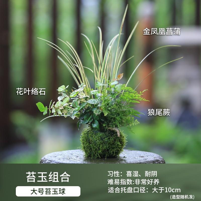苔藓球+水培植物组合盆栽：打造你的微景观绿植王国！