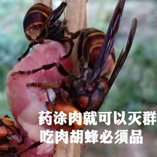 胡蜂毁巢灵真的能灭黄蜂马蜂？实测效果太绝了！这药粉简直是户外神器