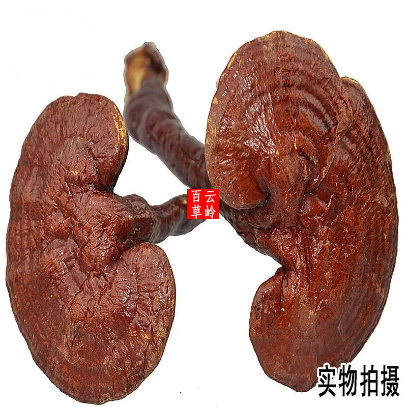 云南中越边境原始森林赤灵芝：自然的馈赠，养生的秘密武器！