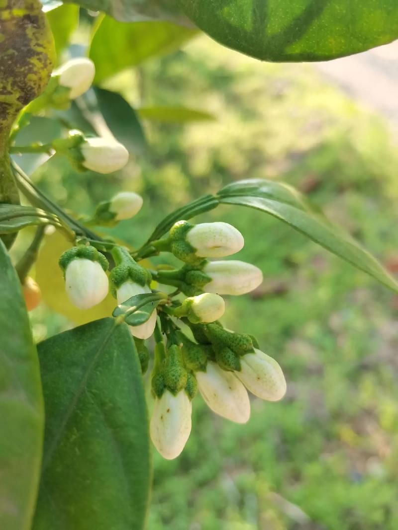 玳玳花图片,玳玳花——春日里的芬芳使者