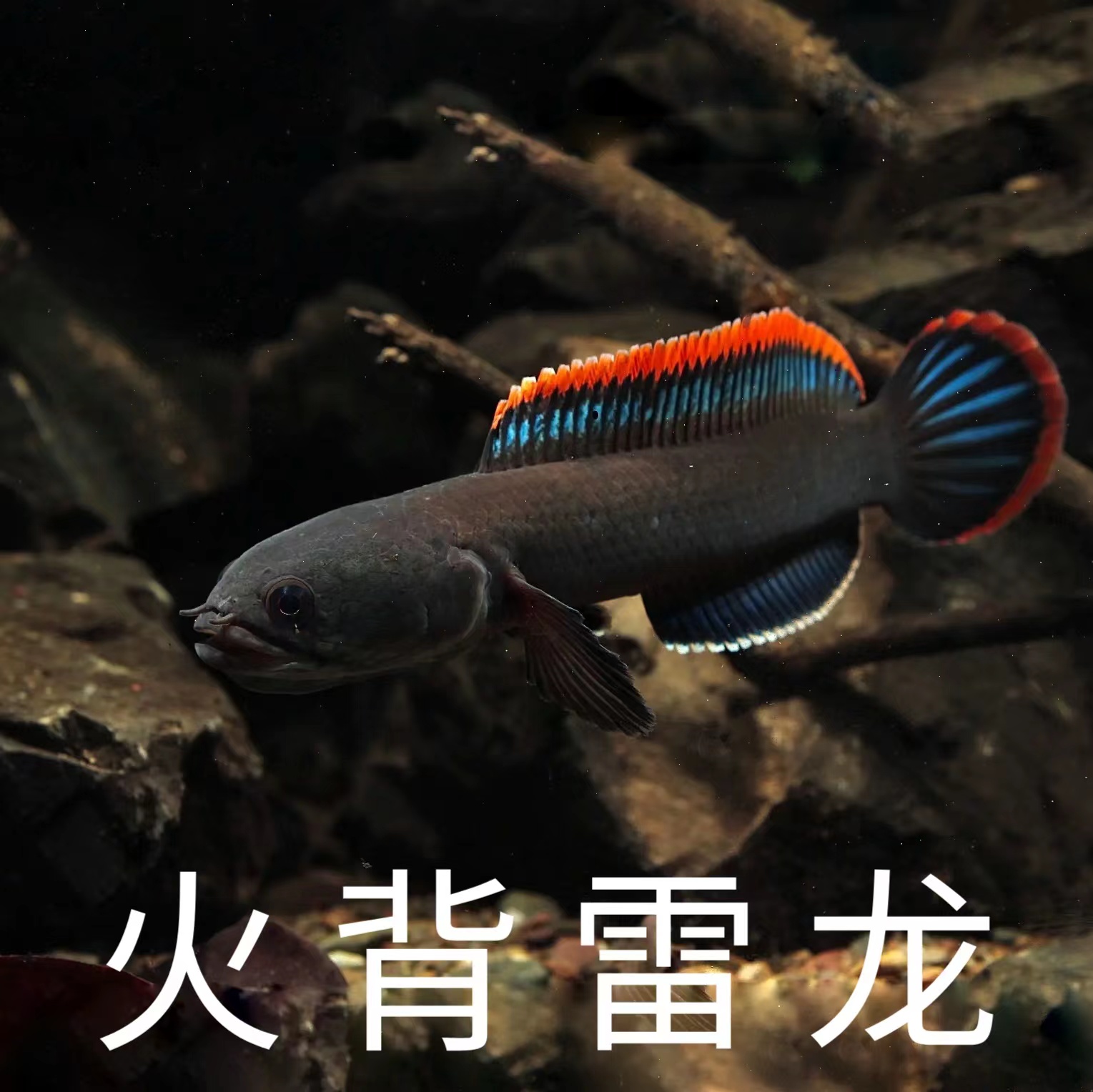 巴卡雷龙有人工繁殖的吗？揭秘恐龙复活的可能性