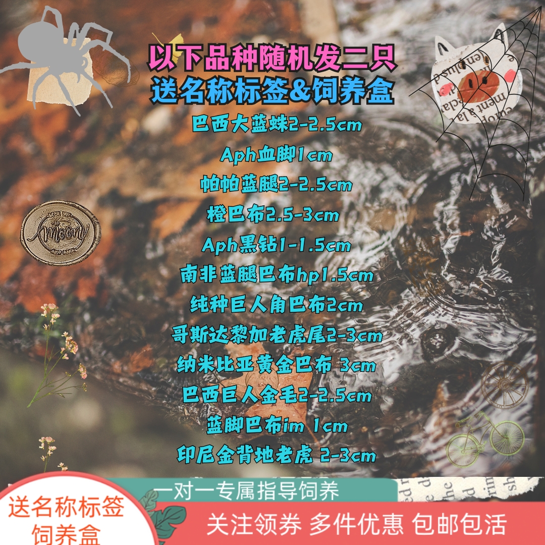 祁one宠物蜘蛛：油彩帕帕所罗门白膝血脚黑丝绒红绿金直间橙巴，揭秘神秘生物的魅力
