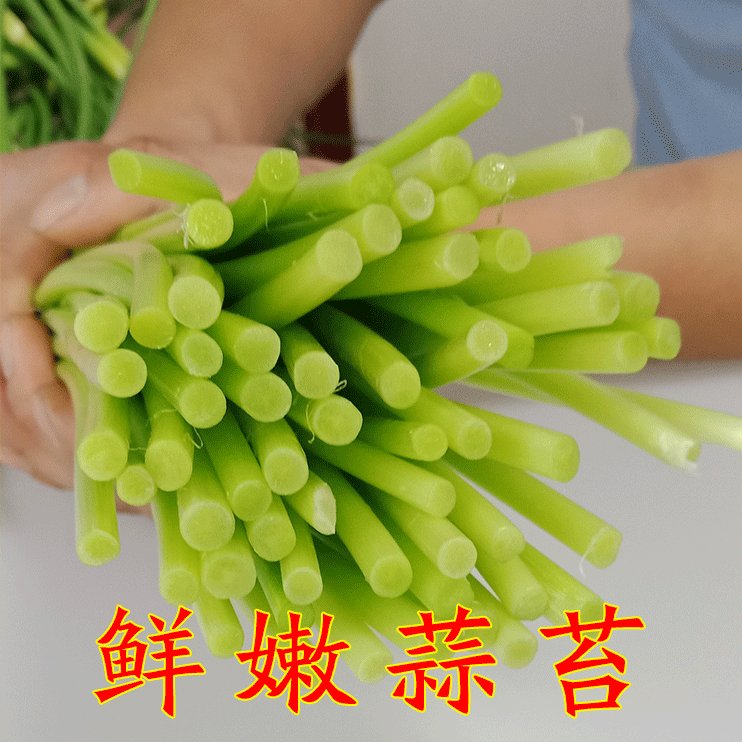 2025年河南大蒜蒜薹：新鲜现摘5斤蒜苔，农家自种的地道特产蔬菜！