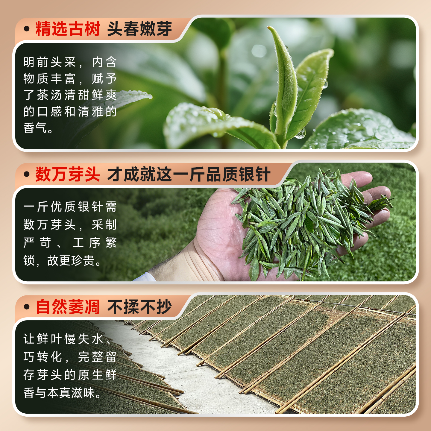 五虎白毫银针月光白：云南古树白茶，自己喝的口粮茶，小金罐送礼首选