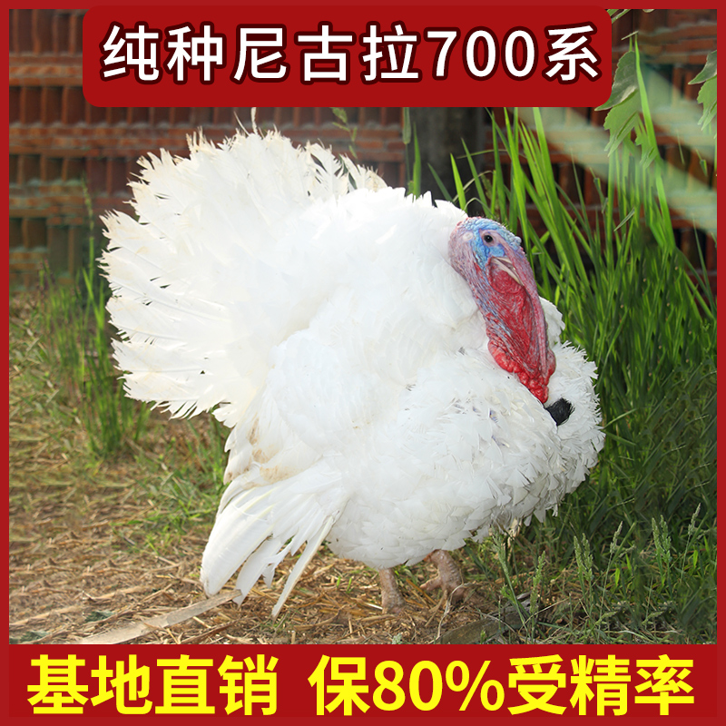 大型火鸡种蛋：孵化尼古拉700系，纯种活苗包活，开启你的养殖新篇章！