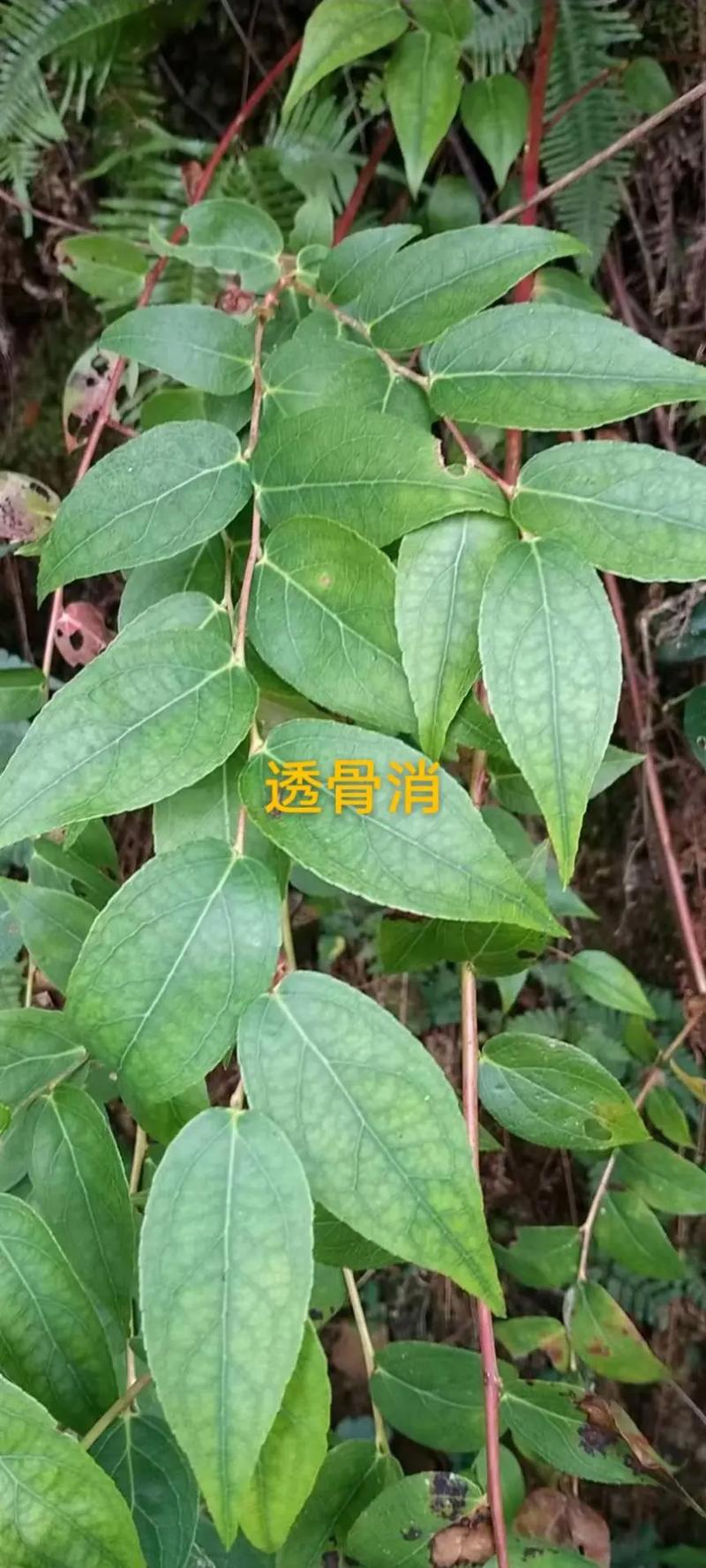 走马胎的功效与作用,走马胎的功效与作用及禁忌