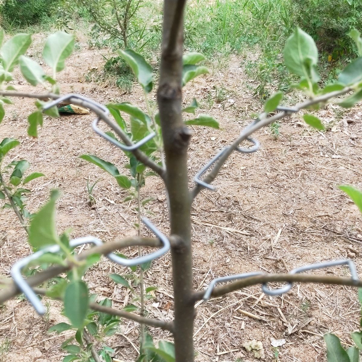 果树拉枝器SM型：果园神器，轻松搞定苹果樱桃树整形难题！