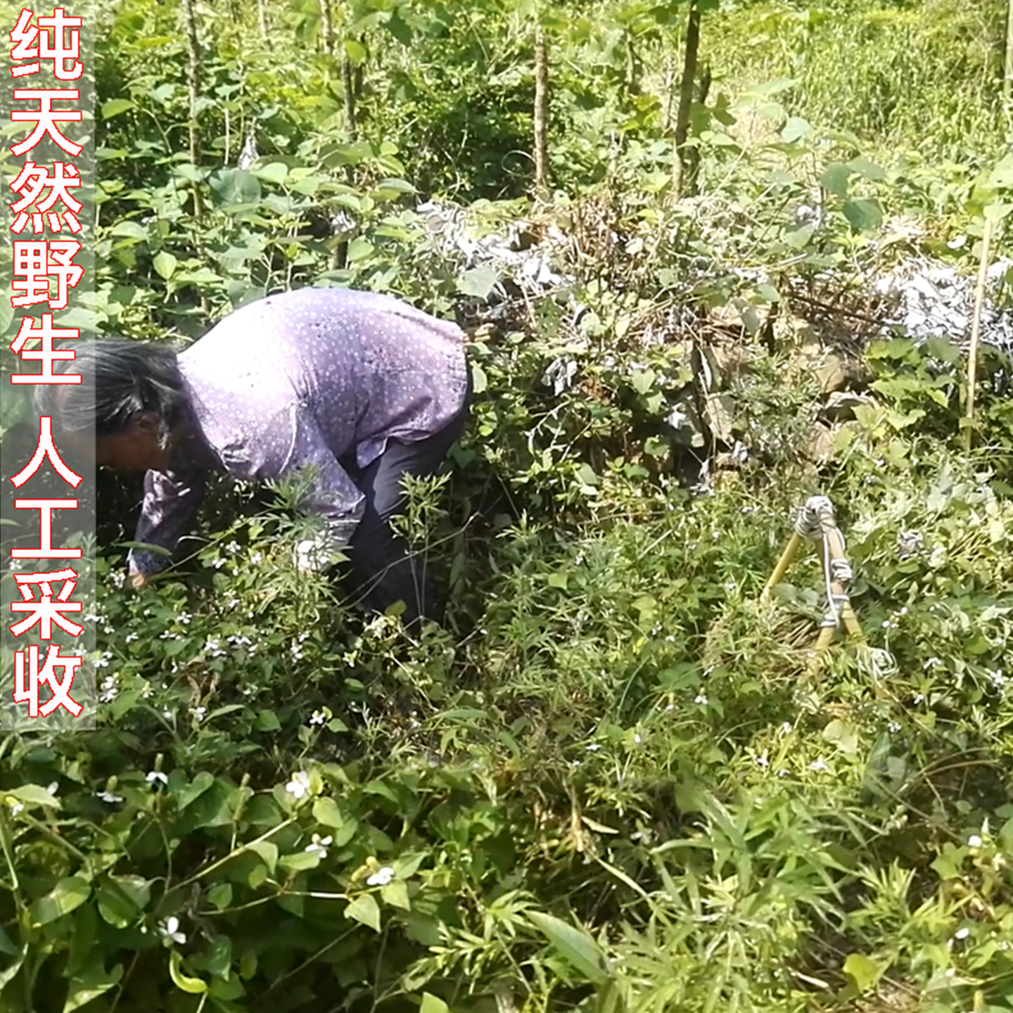 2025江西高山农家自然晒干野外生长鱼腥草狗贴耳整棵半斤250g：天然好物，健康养生新选择