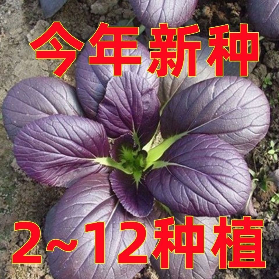 超耐热紫罗兰紫油菜：阳台种菜新宠，轻松享受绿色生活✨