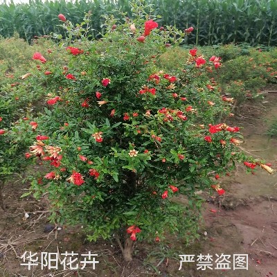 揭秘5G影院：点击进入的未来观影新体验