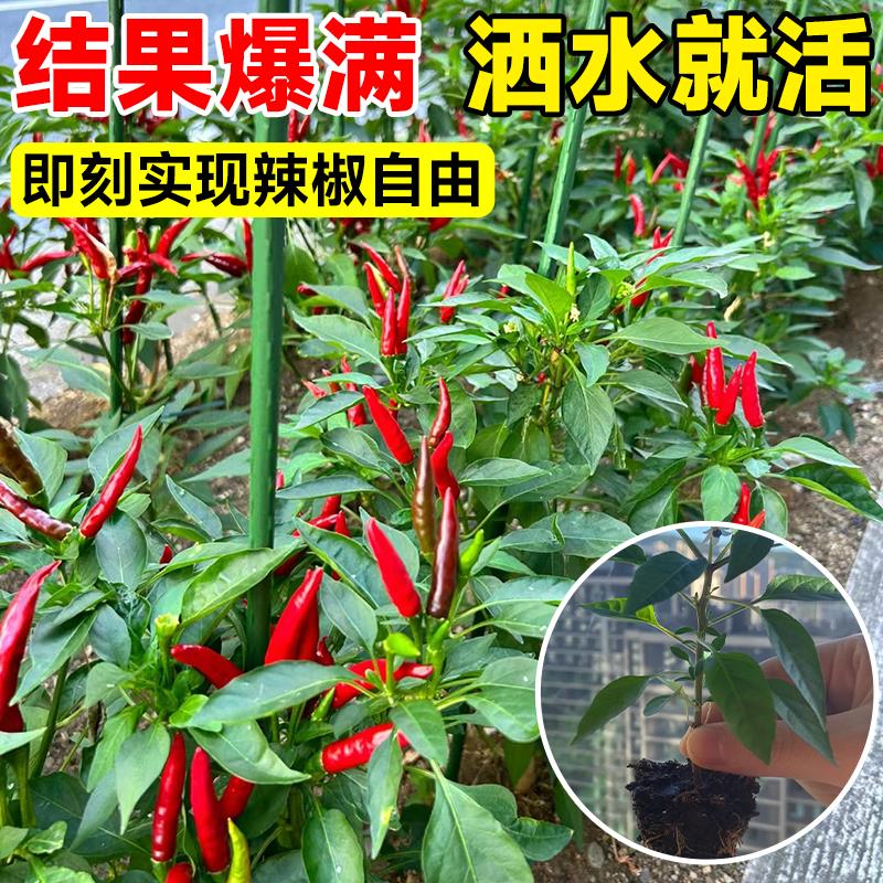 东方甄选主播介绍文案：知识型带货的天花板，你真的了解他们吗？