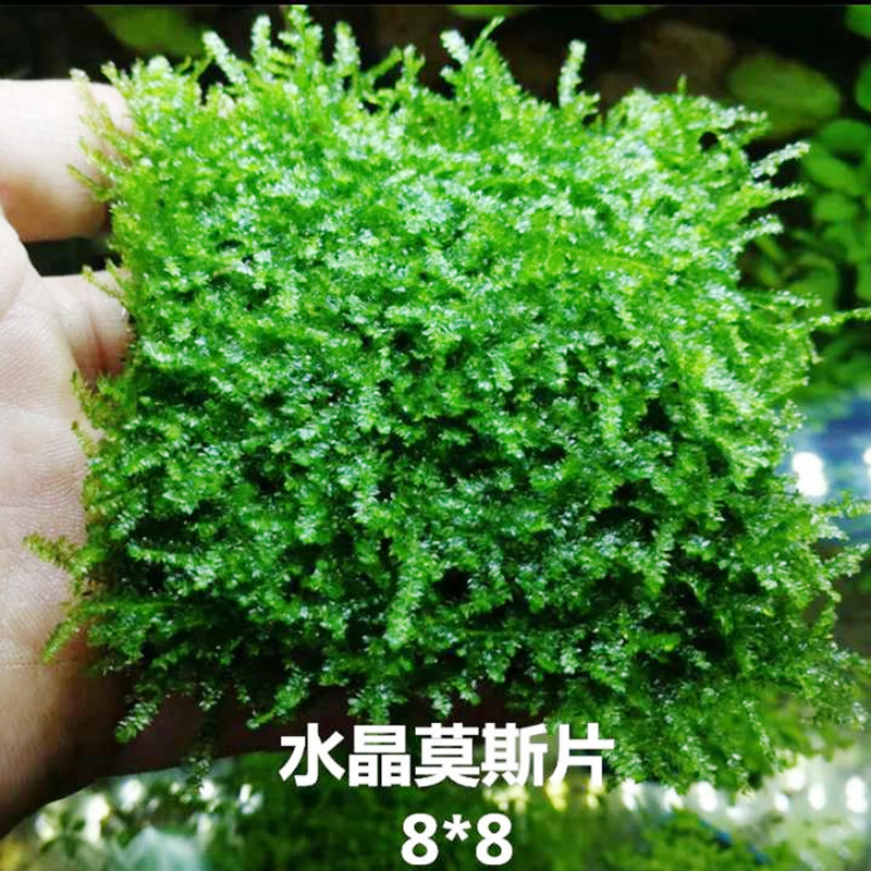 鱼缸清洁新神器：防水电动清洁刷，轻松搞定内壁苔藓！