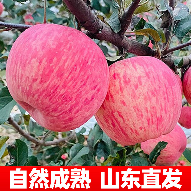 正宗山东烟台栖霞红富士苹果，一口咬下满口香甜，脆甜多汁，包邮到家！✨