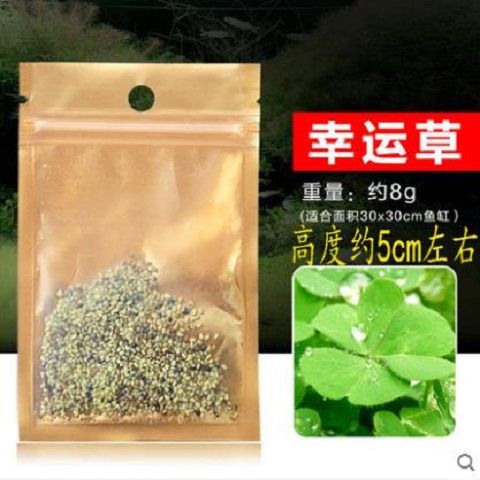 荧光长须绿草皮珊瑚：点亮你的水族箱，北海绿草皮的奇幻之旅✨