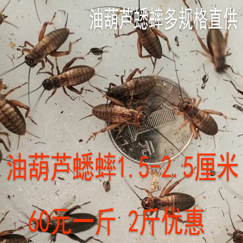 活体饲料大揭秘：白蟋蟀、蛐蛐、油葫芦——宠物喂养的秘密武器！