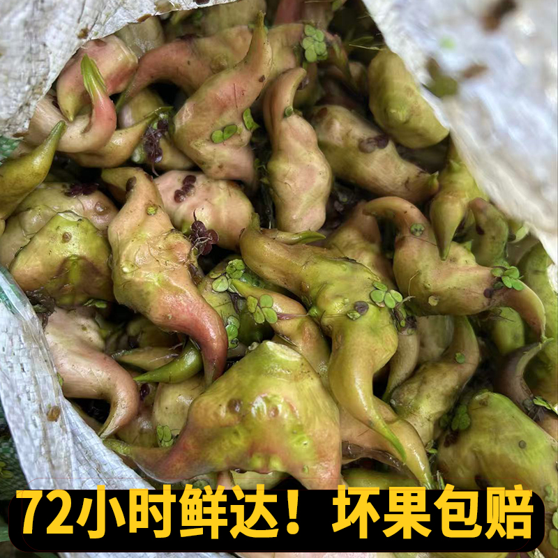 新鲜菱角：洪湖大青菱角，生吃的甜蜜诱惑！