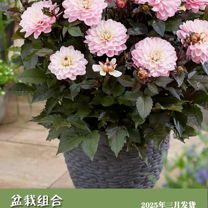 贝拉园艺大丽花种球：让你的花园绽放异国风情