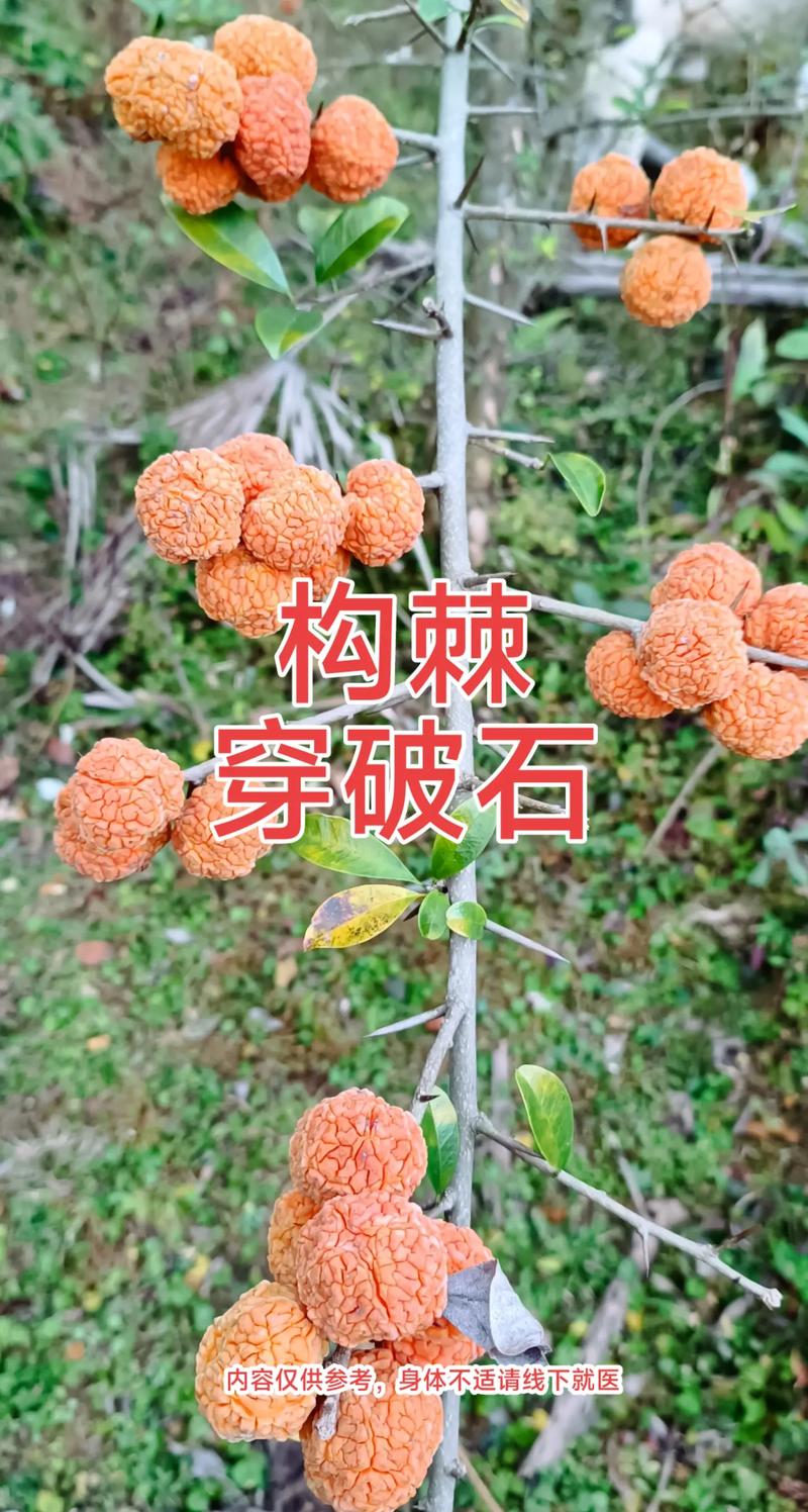 穿破石的功效与作用,传统中药的神奇功效与作用