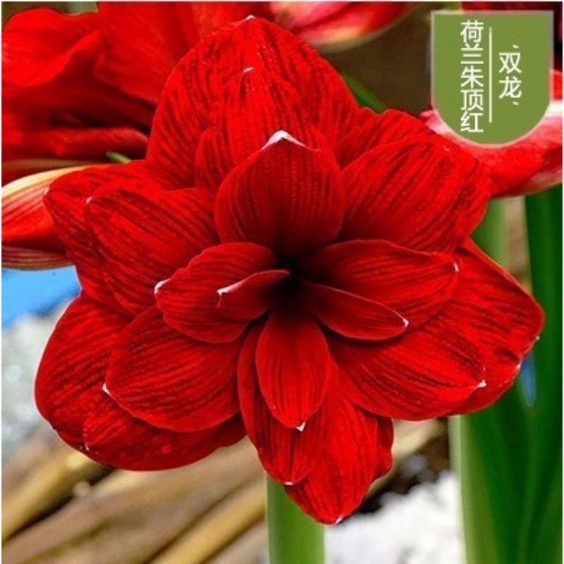 阿弗雷朱顶红：荷兰进口重瓣花卉，室内室外皆宜的精灵鬼魅盆栽植物！