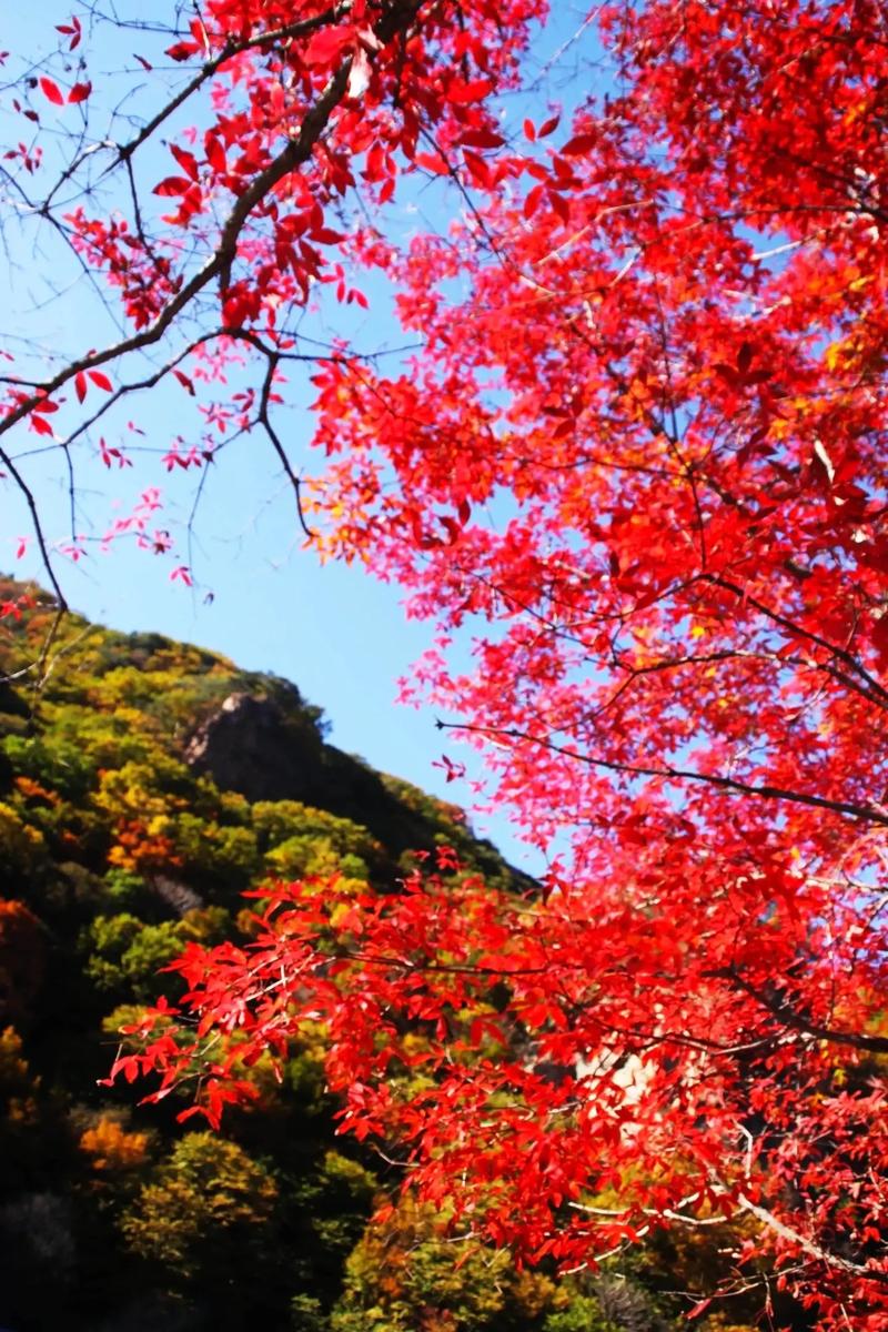 满山红图片,满山红——秋日里的璀璨明珠