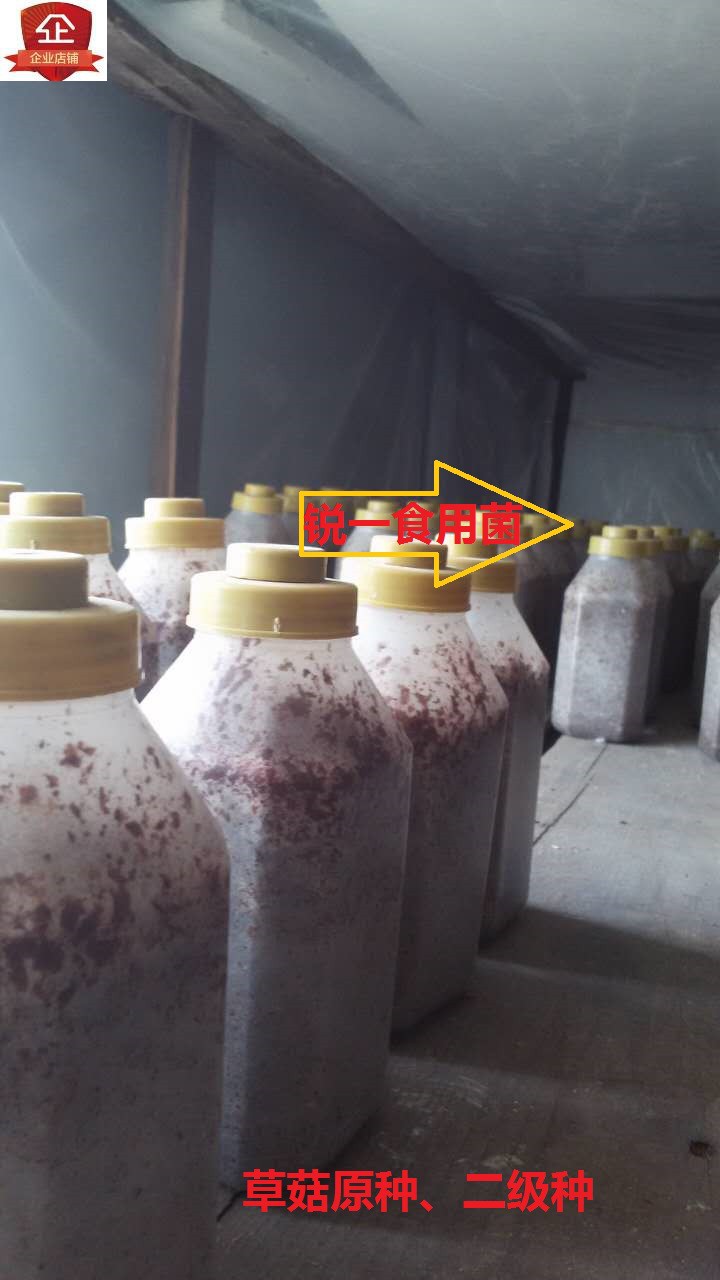 菌草菇原种扩繁神器！844菌种子971白草菇种植新姿势，新手也能轻松上手