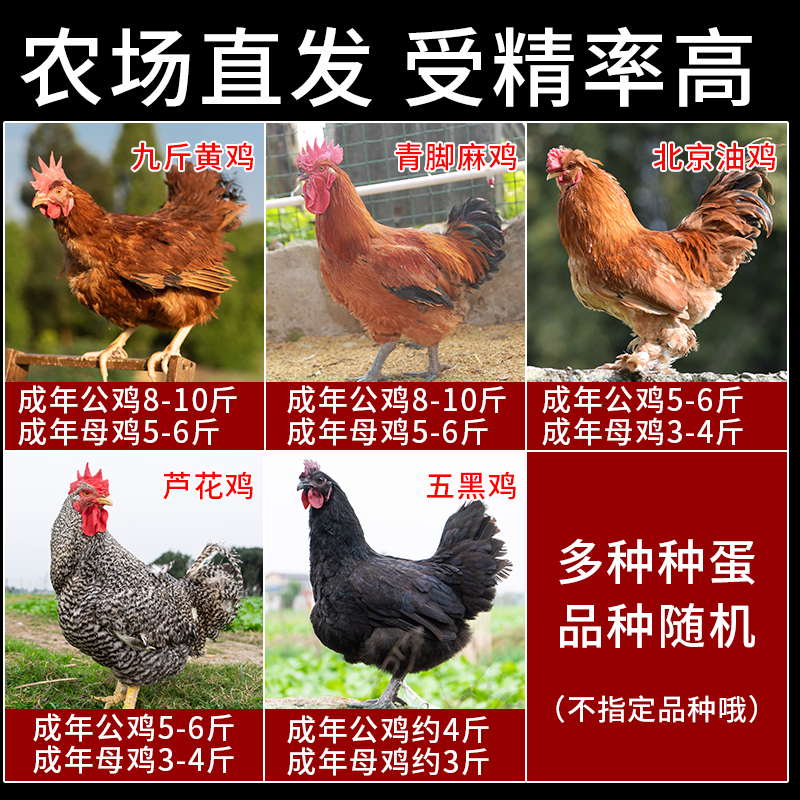 盲盒惊喜连连！解锁孵化小鸡的乐趣，快来试试你的手气吧！