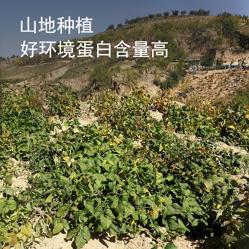 2024年新鲜黄豆来袭！农家种植的肾形小粒黄豆，开启健康生活新篇章！