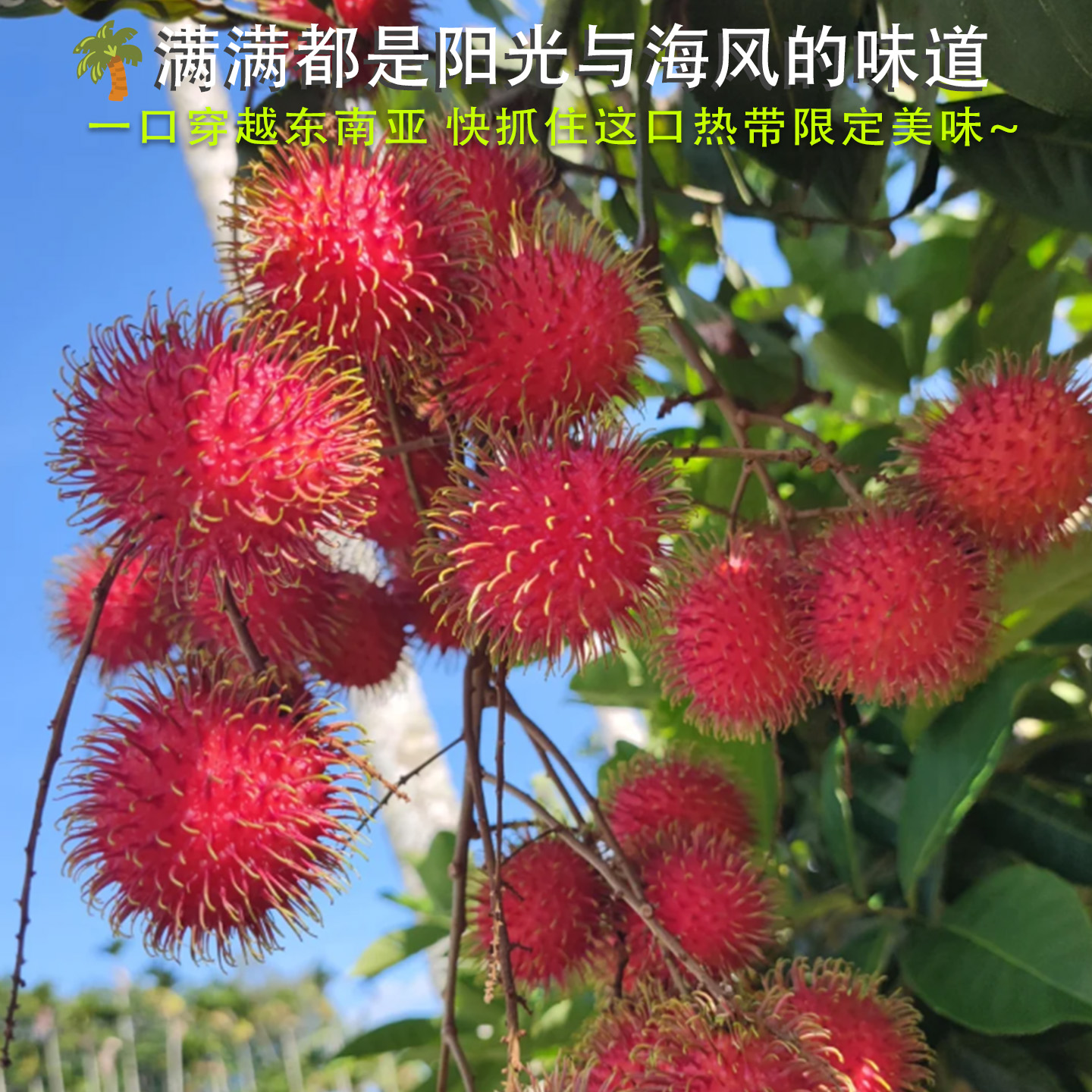 【3斤装】红毛丹新鲜水果来袭，热带风情一口入魂！