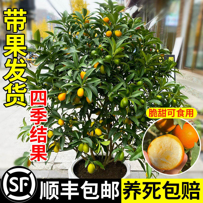 兴和桔子酒店为什么备受商务人士青睐？