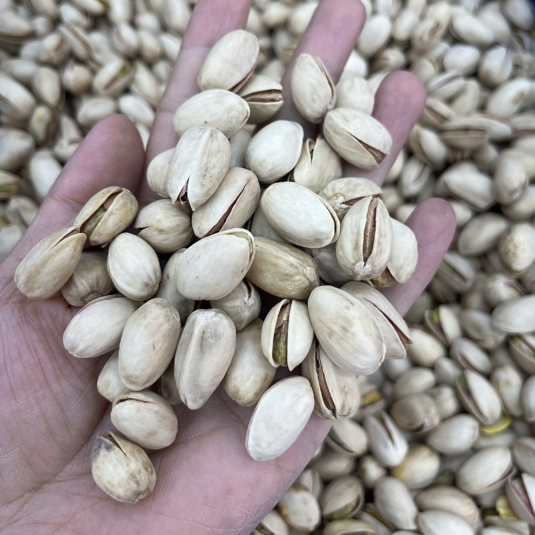 新货原色开心果500g特大无漂白孕妇散装1斤特产：原汁原味的健康美味，孕妇也能安心享用！