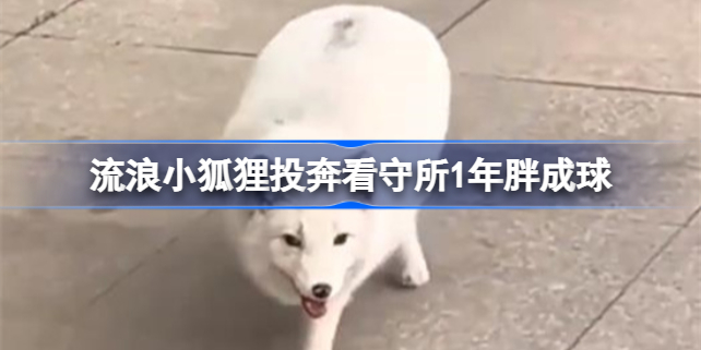 流浪小狐狸投奔看守所1年胖成球怎么回事 流浪小狐狸投奔看守所1年胖成球