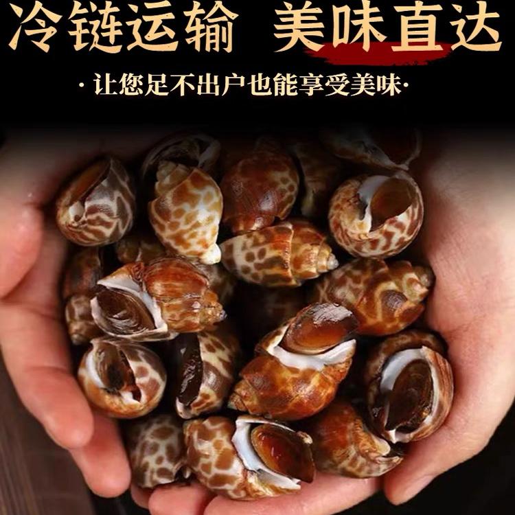 东海新鲜现捕泥螺：如何挑选和享用这份海味盛宴？
