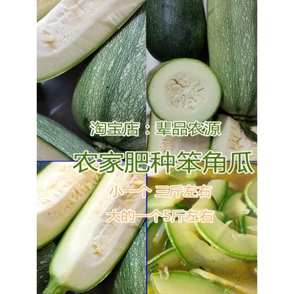 没有东北农家大地笨角瓜？现摘西葫芦青菜，老品种角瓜才是王道！