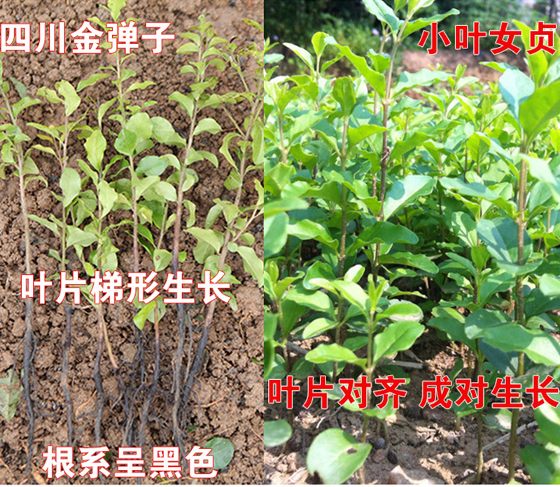 四川小叶金弹子观果盆景：公母同株的神奇植物，新手练手必备！